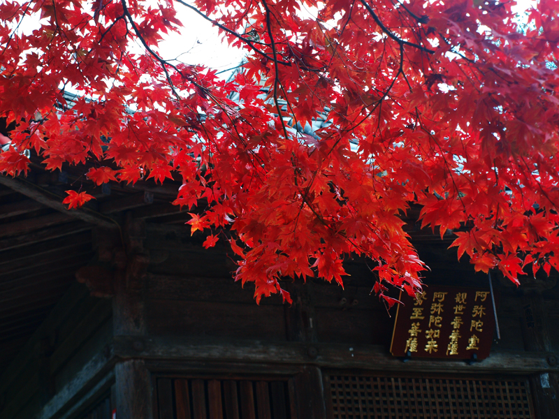 白峯寺の秋