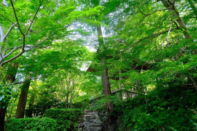 先日は恒例の永代土砂加持法要にて
先祖供養、水子供養、新仏供養を
行いました。

また当日は午後から翌日まで
強い雨が降り続いたので稚児の滝は
霧がかかった幽玄な装いです。

晴れ間が出ると新緑の青もみじが
日差しに照らされてより一層鮮やかに
感じられます。

#白峯寺 #白峰寺
#白峯大権現 #天狗 #日本八天狗
#崇徳天皇 #西行
#四国八十八ヶ所 #四国霊場 #お遍路
#坂出市 #香川県 #五色台
#寺 #神社 #神社仏閣
#写真好きな人と繋がりたい
#ファインダー越しの私の世界
#ことりっぷ
#滝 #自然 #新緑 #青もみじ
#shiromineji #sakaide #kagawa
#trip #temple #shrine #ohenro