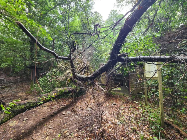 現在、史跡:根香寺道の摩尼輪塔付近で
桜の倒木があり、歩き遍路道において
通行に支障を来しています。

所轄の坂出市へは連絡済みですが、
倒木除去までは少し時間が必要となると
思われます。

雨もあり大変滑りやすい状況の為、
通行の際は十分にお気をつけください。

#白峯寺 #白峰寺 #四国霊場 #お遍路 #坂出市