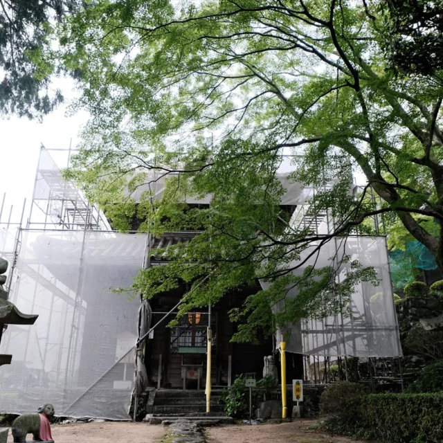 先日から薬師堂の工事が始まり、
現在は足場に覆われています。

瓦の状態は遠目でも悪いとは
わかっていましたが、上がってみると
思ったより状態が良くないので、
近年中にもう少し規模の大きい
修復工事を行う予定です。

なので、今回は状態の確認と応急処置的な
工事のみになります。

また昨年に引き続き御正辰祭間近の昨日、
門前駐車場から御陵に向かう道沿いにある
椋木の幹が捥げており、新しい告知の
指示かもしれないので、改めて
お知らせしておきます。

9月21日9時から白峯陵にて
御正辰祭が行われます。

宮内庁の定める崇徳天皇の縁日で、
年に一度行われます。

今年も宮内庁職員の方々が
参加される予定です。

お参りは自由なのでお時間の会う方は
どうぞご覧ください。

防草シートの敷設工事は本日で
終わりましたが、最近の風雨で被災した
文化財などの修復工事は引き続き行うため、
今後も作業車が複数出入りします。

その為、ご参拝の皆さまにはご迷惑を
お掛けいたしますが、
ご理解とご協力をお願い申し上げます。

#白峯寺 #白峰寺
#白峯大権現 #天狗 #日本八天狗
#崇徳天皇 #西行
#四国八十八ヶ所 #四国霊場 #お遍路
#坂出市 #香川県 #五色台
#寺 #神社 #神社仏閣
#大雨 #強風 #御陵 #工事 
#shiromineji #sakaide #kagawa
#trip #temple #shrine #ohenro